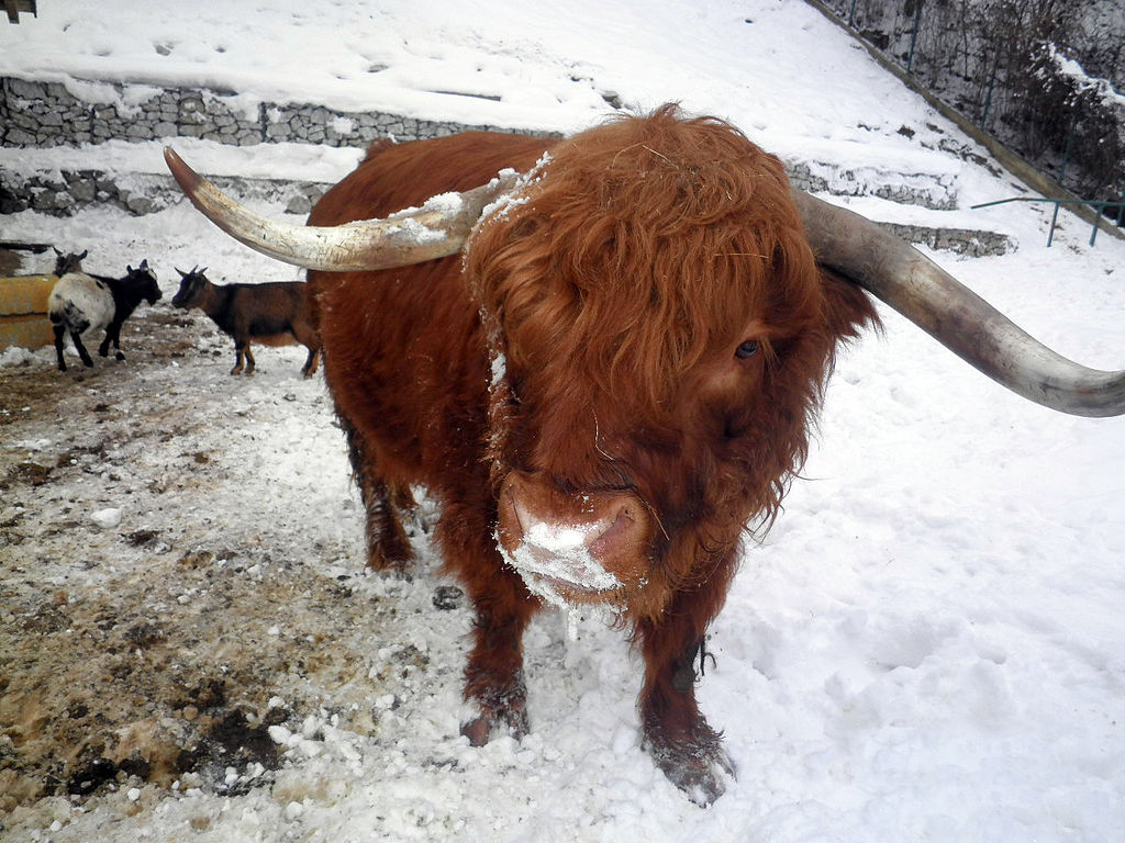 highland cow in the snow
