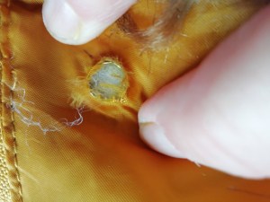 An eyelet peeking up through a hole in fabric.